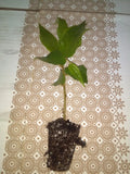 Jamaican Cherry Cuttings 2 Rooted Cuttings Muntingia calabura Sweet Fruit Fast Growing