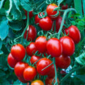 Heirloom Cherry Tomato Seeds - 100+ Organic Non-GMO Sweet Seeds - Perfect for Home Gardening, Solanum lycopersicum