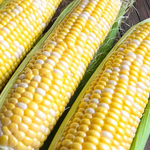 Ambrosia Corn Seeds | F1 Hybrid Bicolor Sweet | Non-GMO | Zea mays