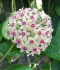 Hoya hanhiae Rooted Plant in 2.5" Pot - Beautiful Wax Plant Variety, Easy Care Houseplant