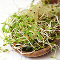 True Alfalfa Seeds - 1000+ Count - Non-GMO Vegetable Seeds for Asian Salad - Medicago sativa