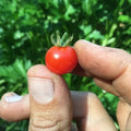 Red Currant Tomato Seeds - 30+ Organic Heirloom Non-GMO - Solanum lycopersicum