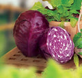 Red Acre Cabbage Seeds - Organic Heirloom - Non-GMO - 200+ Seeds - Brassica oleracea