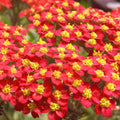 Red Yarrow Seeds - 500 to 10,000 Non-GMO Seeds | Achillea millefolium | Free Shipping