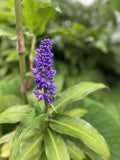 Blue Ginger Plant Cuttings 3 Count - Dichorisandra thyrsiflora - Hawaii Grown Ginger Plants for Gardens and Landscaping