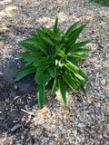 Comfrey Root Cuttings - 5 Pack - Russian Bocking 14 - Symphytum × uplandicum - 1-3 Inch Root Plants