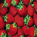 Everbearer Strawberry Plants - 10 Bare Roots - Ft. Laramie - Hardy in Zones 3-7 - Sweet Flavor - Self-Pollinating
