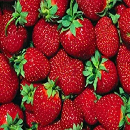 Everbearer Strawberry Plants - 10 Bare Roots - Ft. Laramie - Hardy in Zones 3-7 - Sweet Flavor - Self-Pollinating