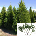 Leyland Cypress Cuttings 6-8" | Fast Growing Privacy Screen Trees | Cupressocyparis leylandii