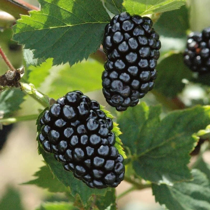 Blackberry Cuttings - 8'' Organic Non-GMO - Rubus fruticosus - Cut to Order