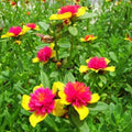 Hot Pink and Yellow Princess Bloom Cuttings - Purslane - Easy to Grow - Perfect for Home Gardening - US Seller