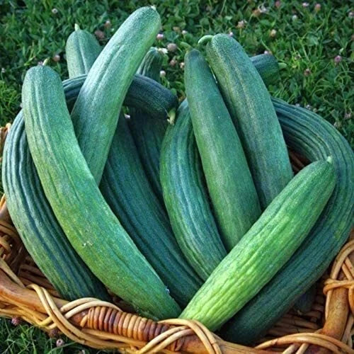 Armenian Dark Green Cucumber Seeds | Heirloom Non-GMO | 1057 Variety | Vegetable Gardening Seeds