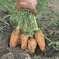 Carrot Seeds - 100+ Non-GMO Heirloom Danvers Half Long - Organic Vegetable Seeds - Daucus carota