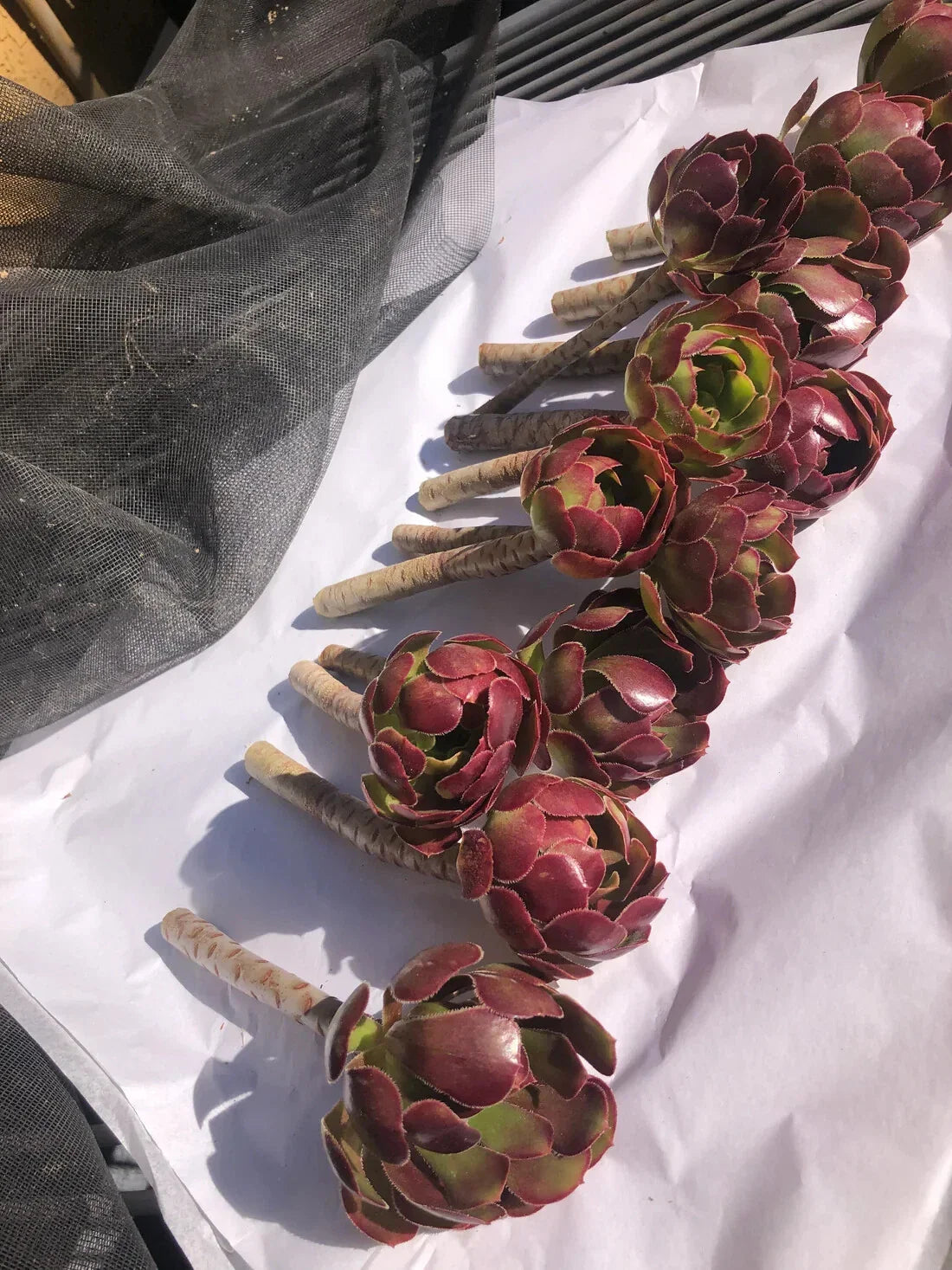 Red Aeoniums Cuttings - 6" Tall "Jack Catlin" Unrooted - 12 Beautiful Plants - Succulent Variety