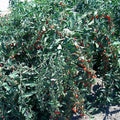 Goji Berry Cuttings - Fresh 20 Pack - Lycium barbarum - Will Flower & Fruit Soon
