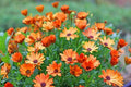 African Daisy Seeds - 200+ Pack - Arctotis Variety - Garden Planting - USA Grown - Free Shipping