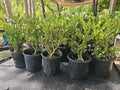 Japanese Boxwood Bonsai Tree 17" Tall Mame Dwarf Buxus sempervirens