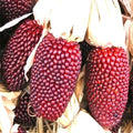Strawberry Popcorn Corn Seeds - Heirloom Non-GMO Variety - Zea mays everta