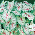 Coleus Seeds - 25+ Pack - Green White Red Varieties - Perfect for Garden Planting - Free Shipping in USA