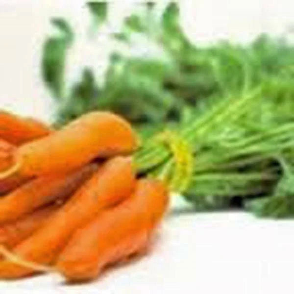 Non-GMO Carrot Seeds, 500+ Little Finger Variety, Daucus carota, Heirloom Vegetable Gardening Seeds