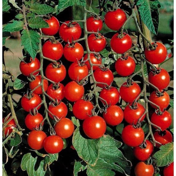 Cherry Tomato Seeds - 100+ Heirloom Organic Non-GMO Super Sweet Large - Rare Variety (Solanum lycopersicum)