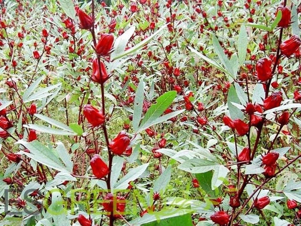 Jamaican Sorrel Seeds - 10 Pack - Florida Cranberry, Indian Roselle, Hibiscus (Hibiscus sabdariffa)