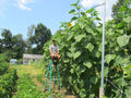 Skyscraper Sunflower Seeds - 35+ Giant Mammoth Native Wildflower - Easy to Grow, Fun Garden Addition (Helianthus annuus)