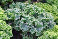 Kale Seeds, 1000 Seeds, Vates Blue Curled Scotch, Heirloom, Non-GMO, Brassica oleracea
