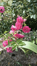 Pink Seven Sisters Roses Cuttings - 6 Inch Heirloom Climbing Rose Cuttings (No Roots) - Ideal for Gardening and Landscaping