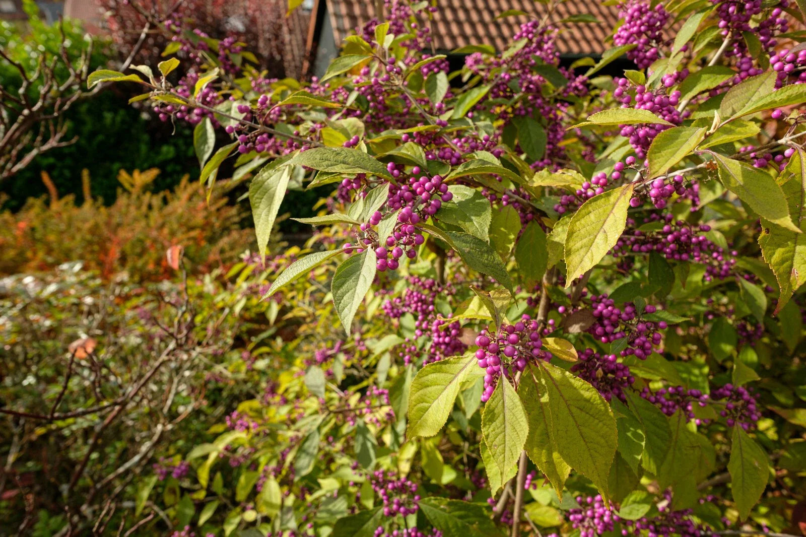 American Beautyberry Seeds - 30+ Seeds, Callicarpa americana, Purple Berries, Native Plant, Free Shipping, US Seller