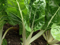 Fordhook Giant Swiss Chard Seeds, NON-GMO, Heirloom Salad Greens, Beta vulgaris subsp. cicla, Free Shipping