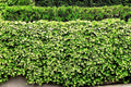 Live English Ivy Roots - 5 Pack - Green Ground Cover for Patio & Lawn - Hedera helix