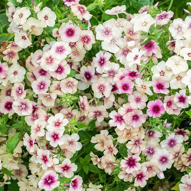 Phlox Seeds - 125 Seeds - Cherry Caramel Annual Flower - Phlox paniculata Garden Bloom Seeds
