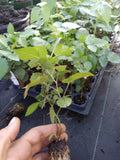 Triple Crown Thornless Blackberry Plant - Non-GMO, Pesticide-Free, Healthy Rooted Rubus fruticosus