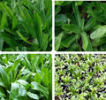 CULANTRO Seeds - 500+ Seeds Mexican Coriander Ngò Gai Recao Chadon Beni (Eryngium foetidum) B2G1 Free