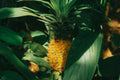 Cabezona Pineapple Seeds - 15+ Pack for Garden Planting - Ananas comosus - USA Grown - Free Shipping