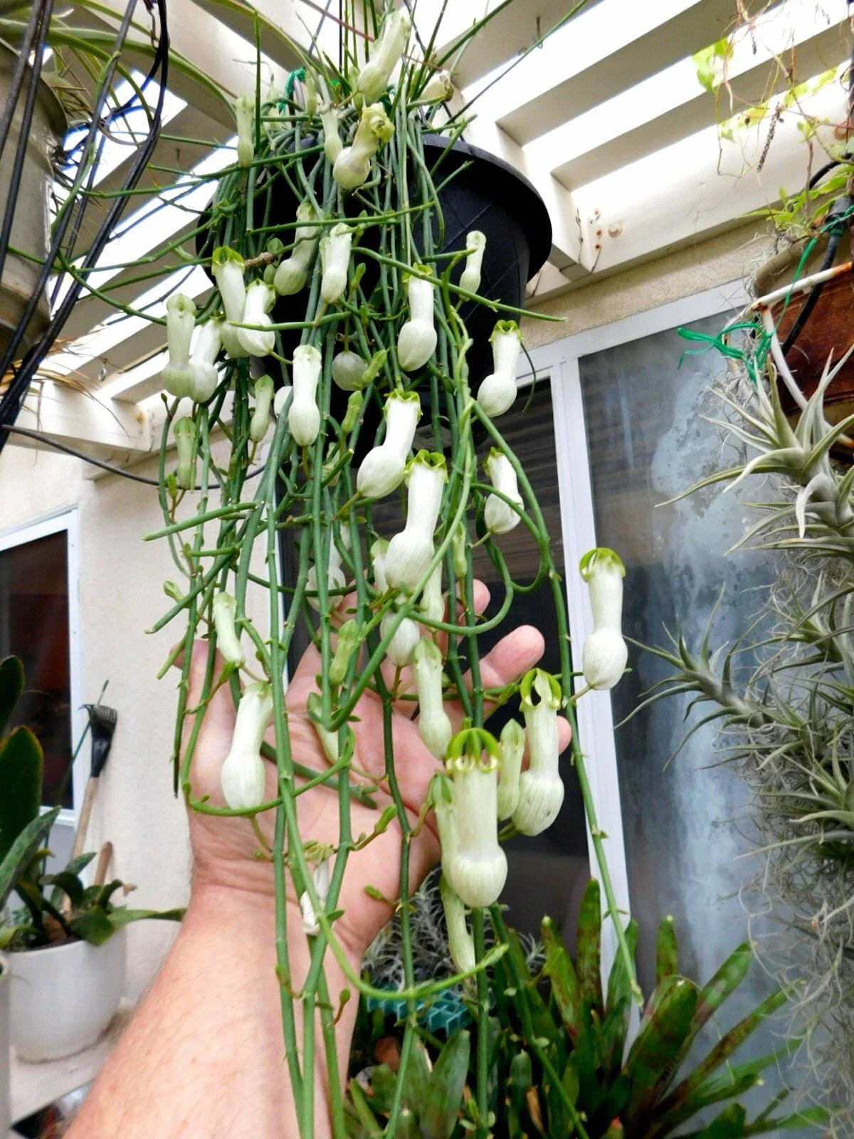 Ceropegia Ampliata Plant - Floral Explosion, Condom Flower, Unique Indoor Succulent, Rare Houseplant