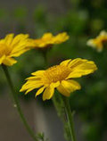 Garland Chrysanthemum Seeds, 50+ Count, Golden Yellow Blooms, Newly Harvested, Chrysanthemum coronarium