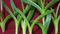 Live Ice Plant Cuttings - Delosperma Coastal Pig Face Succulent - 6 Cuttings, 3" to 4" Long, Ideal for Drought-Tolerant Gardens