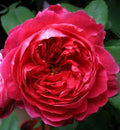Benjamin Britten Rose Cuttings - 4 Live Shrub Plant Cuttings - David Austin Variety - Rosa 'Benjamin Britten'