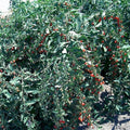 Goji Berry Cuttings - Lot of 10 Fresh Cuttings - Fruit-Bearing Variety - Lycium barbarum