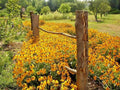 Black Eyed Susan Flower Seeds 1/2oz Perennial Native Wildflower Drought Tolerant Heat Resistant Rudbeckia hirta