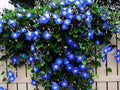 Morning Glory Climbing Vine Seeds | Blue Flowering Variety | Ipomoea tricolor | Easy to Grow for Gardens and Trellises