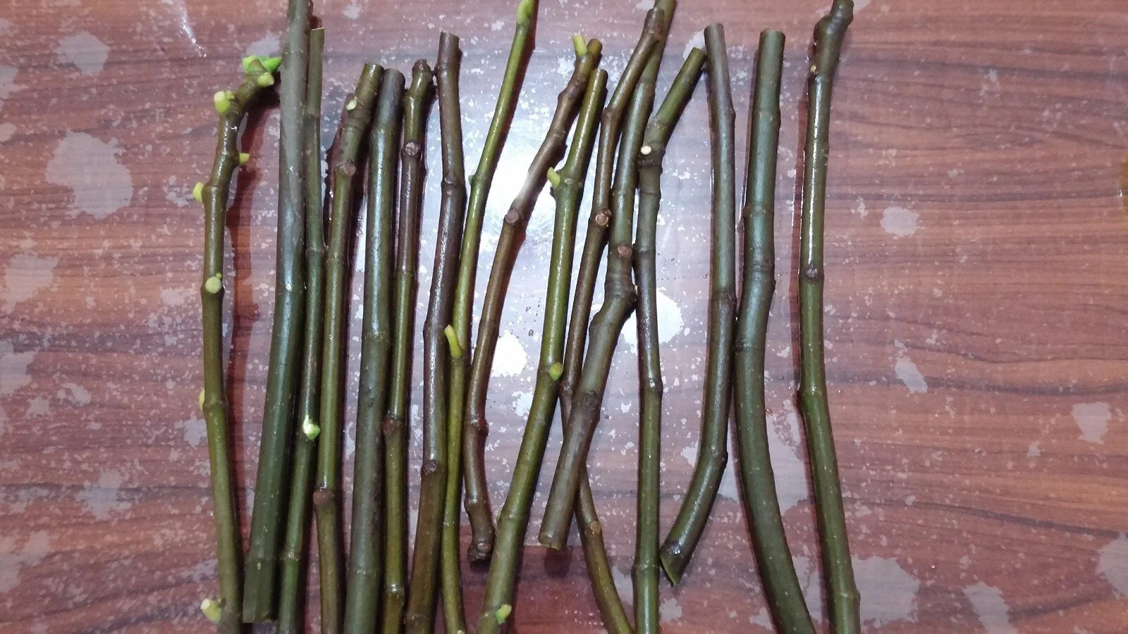 Conadria Fig Cuttings (Ficus carica) - 2 Unrooted 6-8" Pieces | Sweet Green Fig Tree | Rare Heirloom Variety for Propagation