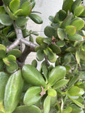 Jade Plant Cuttings 3-5" Crassula Ovata Money Plant Live Succulent Houseplant