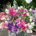 Bijou Mix Sweet Pea Seeds | Heirloom Flower Seeds | Lathyrus odoratus | Non-GMO, Garden Planting
