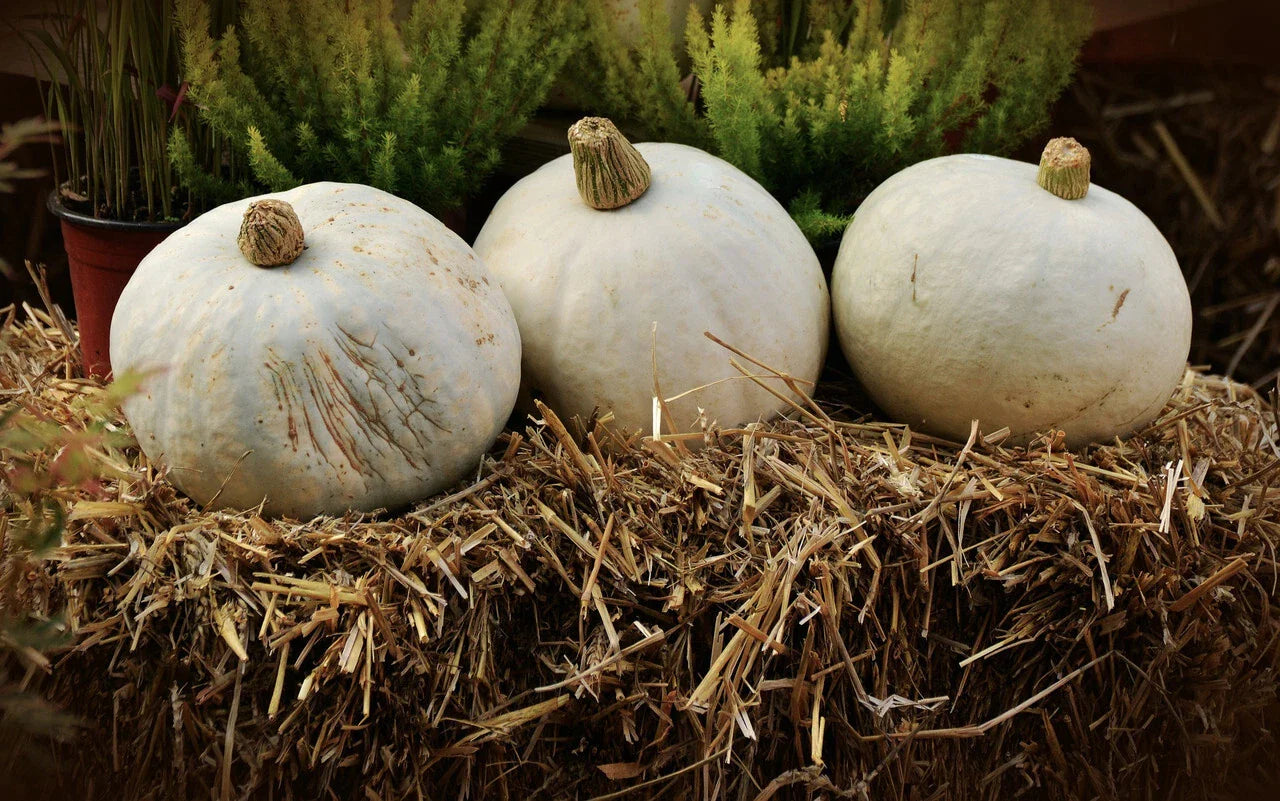 Amish Pie Winter Squash Seeds - NON-GMO, Tennessee Sweet Potato Variety, Heirloom Gardening Seeds