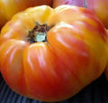 Big Rainbow Tomato Seeds 100+ Count Beefsteak Indeterminate Vegetable Garden Seeds, Organic Heirloom Variety
