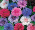 Bachelor's Buttons Seeds - Polka Dot Mix - Dwarf Variety - 570 Seeds - Centaurea cyanus - GroCo USA