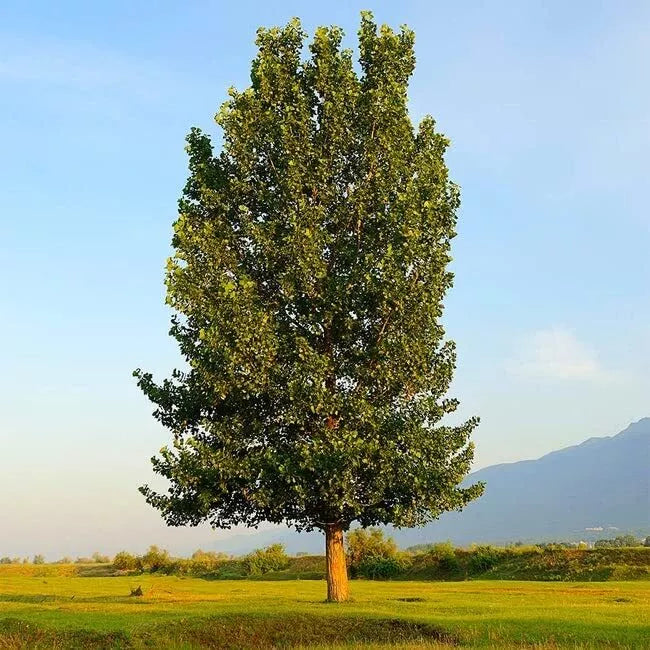 Hybrid Poplar Trees (4 Pack) - Fast Growing, Privacy, Shade, Landscaping - Populus deltoides x Populus nigra
